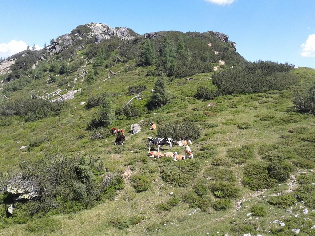 זוננאלפה נאספלד Alpenhotel Marcius מראה חיצוני תמונה